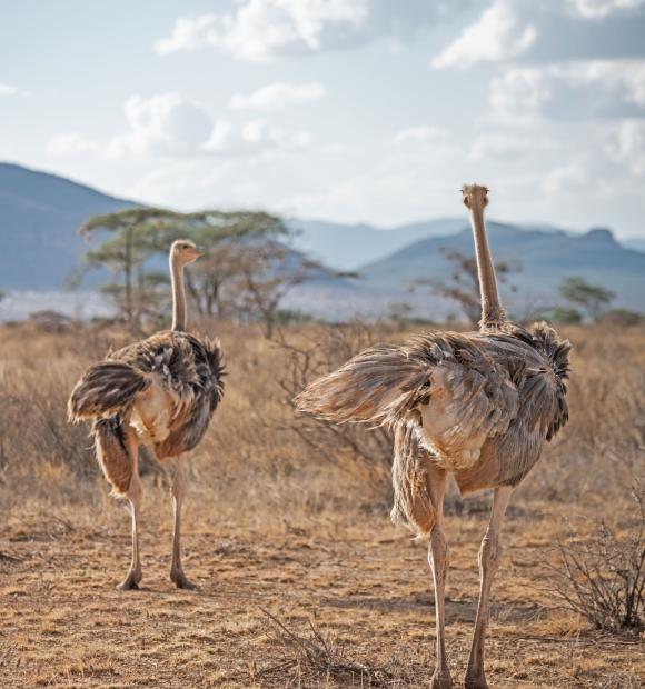 samburu national reserve