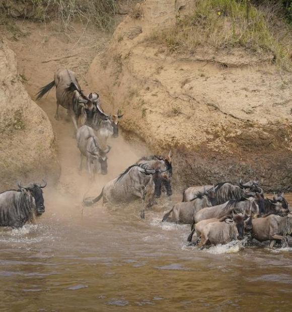 maasai mara national reserve