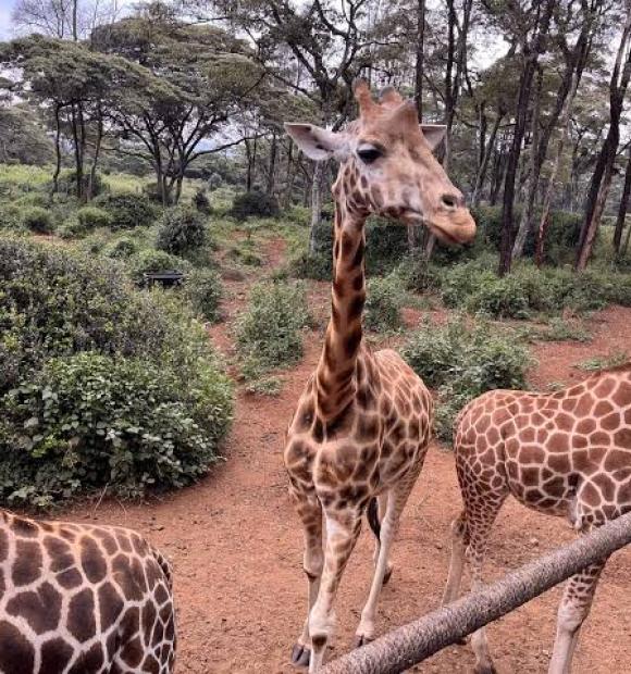 giraffe center
